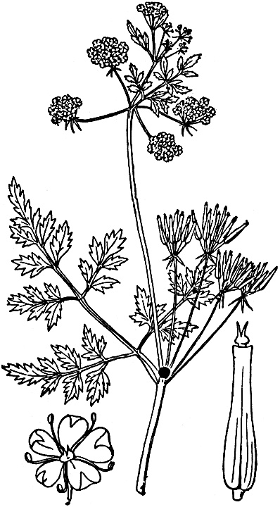 Иллюстрация к книге — Большая энциклопедия специй, приправ и пряностей [_23.jpg]