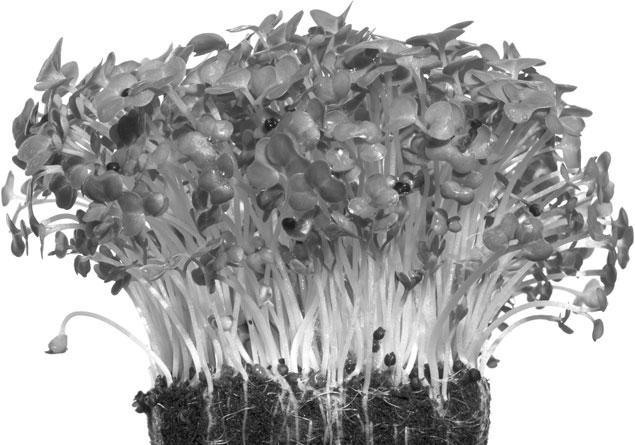 Иллюстрация к книге — Большая энциклопедия специй, приправ и пряностей [_27.jpg]