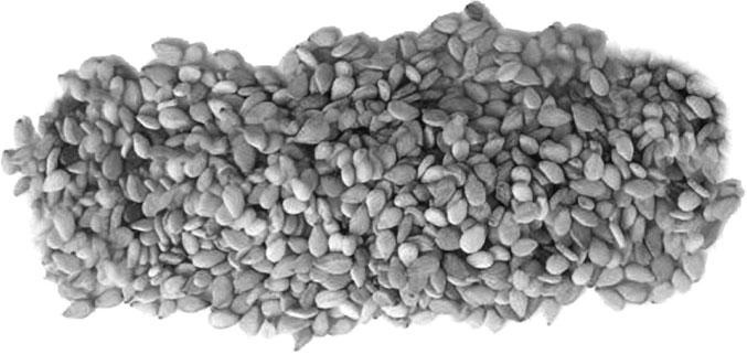 Иллюстрация к книге — Большая энциклопедия специй, приправ и пряностей [_28.jpg]