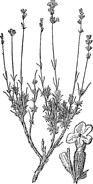 Иллюстрация к книге — Большая энциклопедия специй, приправ и пряностей [_29.jpg]