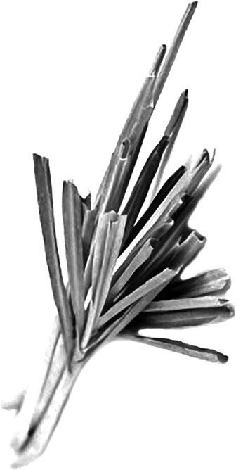 Иллюстрация к книге — Большая энциклопедия специй, приправ и пряностей [_31.jpg]