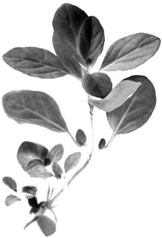 Иллюстрация к книге — Большая энциклопедия специй, приправ и пряностей [_33.jpg]