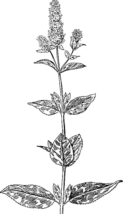 Иллюстрация к книге — Большая энциклопедия специй, приправ и пряностей [_35.jpg]