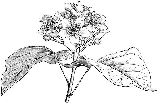 Иллюстрация к книге — Большая энциклопедия специй, приправ и пряностей [_4.jpg]