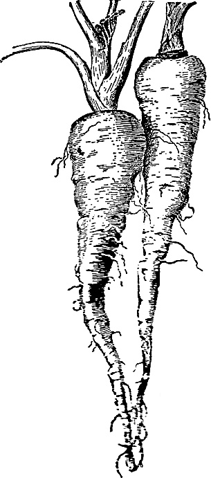 Иллюстрация к книге — Большая энциклопедия специй, приправ и пряностей [_41.jpg]