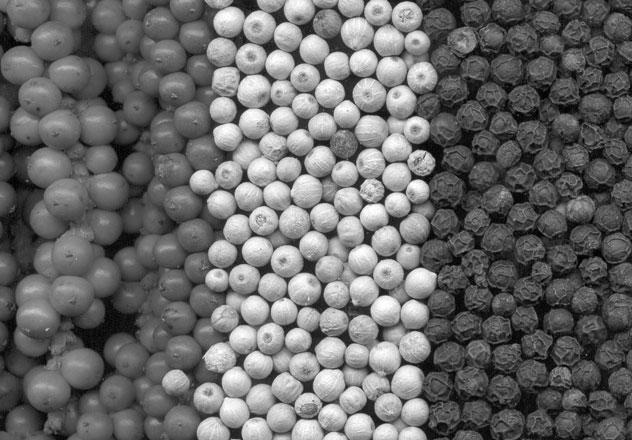 Иллюстрация к книге — Большая энциклопедия специй, приправ и пряностей [_42.jpg]