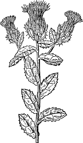 Иллюстрация к книге — Большая энциклопедия специй, приправ и пряностей [_49.jpg]