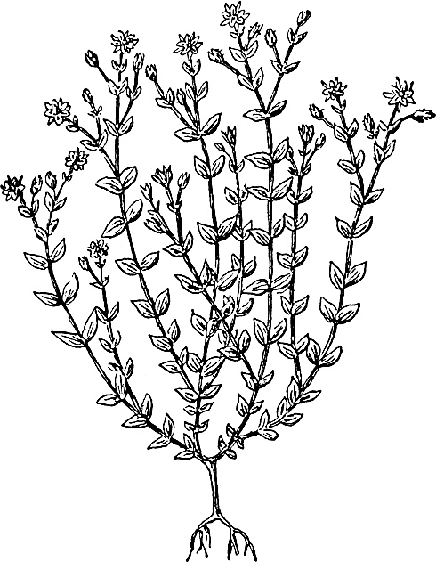 Иллюстрация к книге — Большая энциклопедия специй, приправ и пряностей [_51.jpg]