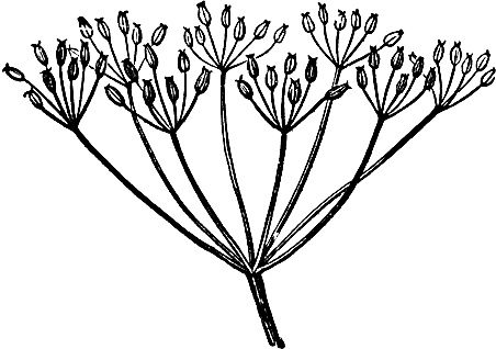 Иллюстрация к книге — Большая энциклопедия специй, приправ и пряностей [_52.jpg]