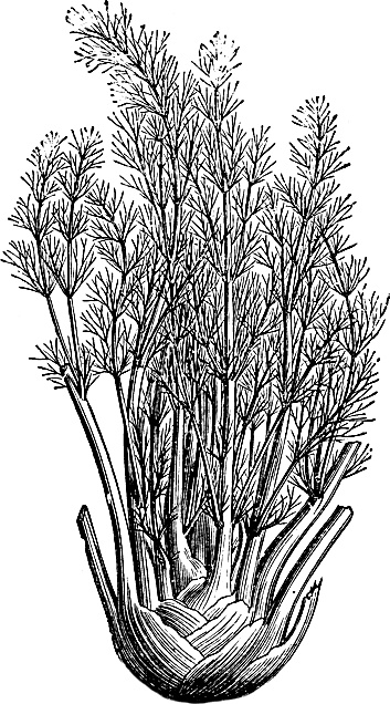 Иллюстрация к книге — Большая энциклопедия специй, приправ и пряностей [_55.jpg]