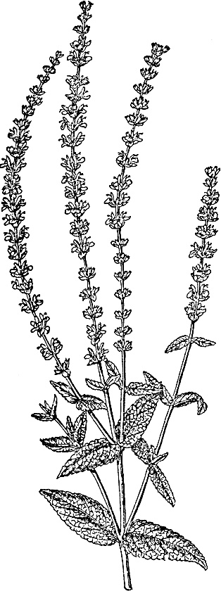 Иллюстрация к книге — Большая энциклопедия специй, приправ и пряностей [_57.jpg]