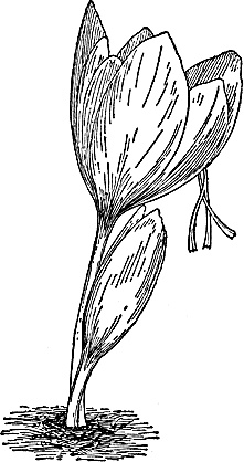 Иллюстрация к книге — Большая энциклопедия специй, приправ и пряностей [_58.jpg]