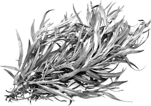 Иллюстрация к книге — Большая энциклопедия специй, приправ и пряностей [_59.jpg]