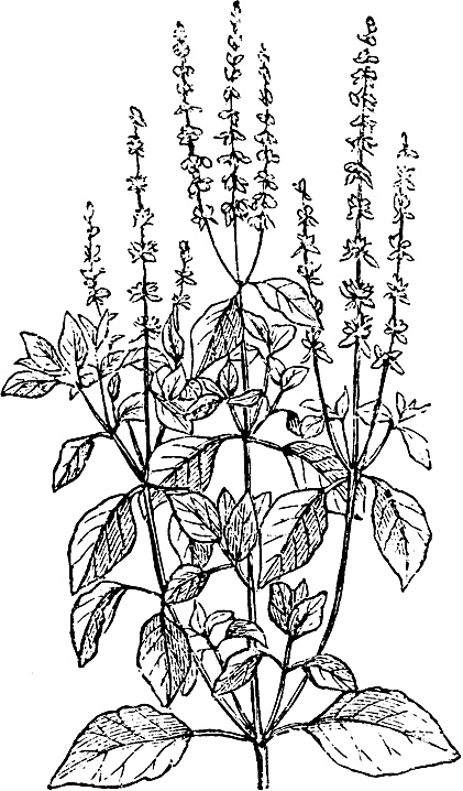 Иллюстрация к книге — Большая энциклопедия специй, приправ и пряностей [_6.jpg]