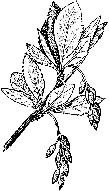 Иллюстрация к книге — Большая энциклопедия специй, приправ и пряностей [_7.jpg]