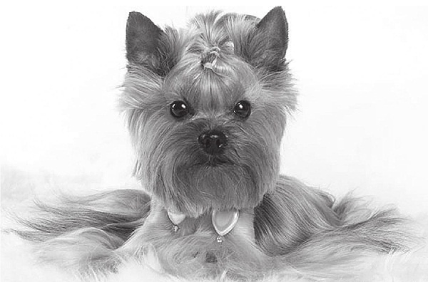 Иллюстрация к книге — Агата Кристи [Autogen_eBook_id11.jpg]