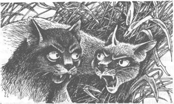 Иллюстрация к книге — Обещание Метеора. Книга 2. Прозрение [pic_16.jpg]