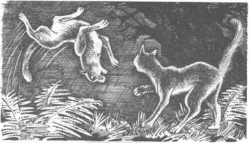 Иллюстрация к книге — Обещание Метеора. Книга 2. Прозрение [pic_22.jpg]