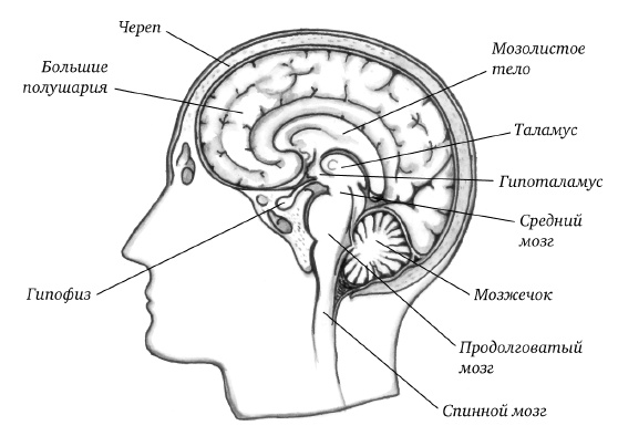 Иллюстрация к книге — Самая полная книга-тренажер для развития мозга! Новые тренинги для ума [i_001.jpg]