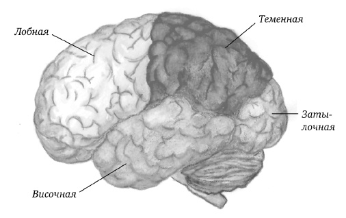 Иллюстрация к книге — Самая полная книга-тренажер для развития мозга! Новые тренинги для ума [i_002.jpg]