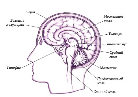 Иллюстрация к книге — Супертренинг IQ и памяти, чтобы жить 100 лет. Книга-тренажер для вашего мозга [Autogen_eBook_id220.jpg]