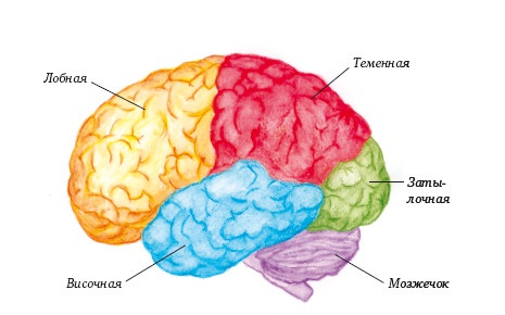Иллюстрация к книге — Супертренинг IQ и памяти, чтобы жить 100 лет. Книга-тренажер для вашего мозга [Autogen_eBook_id221.jpg]