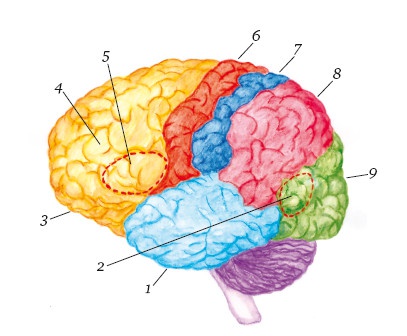 Иллюстрация к книге — Супертренинг IQ и памяти, чтобы жить 100 лет. Книга-тренажер для вашего мозга [Autogen_eBook_id222.jpg]