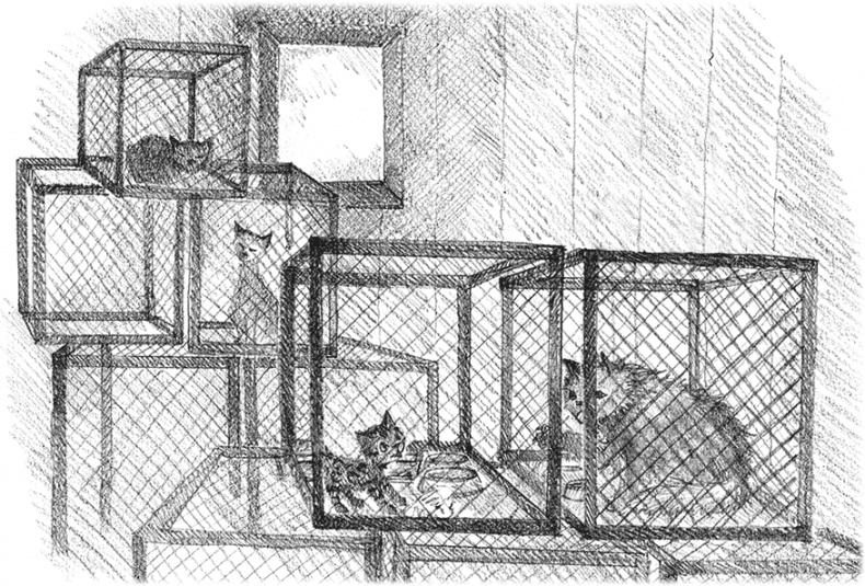 Иллюстрация к книге — Котенок Милли, или С возвращением, леопард! [i_019.jpg]