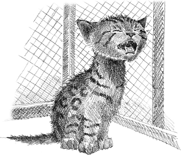 Иллюстрация к книге — Котенок Милли, или С возвращением, леопард! [i_022.jpg]