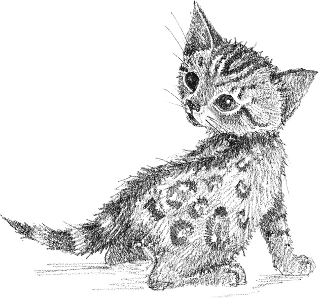 Иллюстрация к книге — Котенок Милли, или С возвращением, леопард! [i_029.jpg]