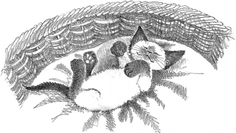 Иллюстрация к книге — Котенок Фиалка, или Коробка с сюрпризом [i_017.jpg]