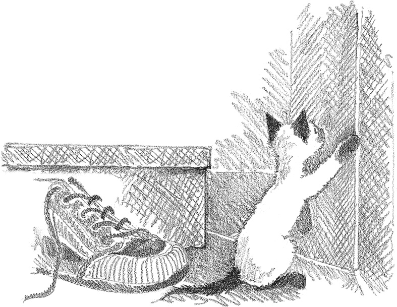 Иллюстрация к книге — Котенок Фиалка, или Коробка с сюрпризом [i_024.jpg]