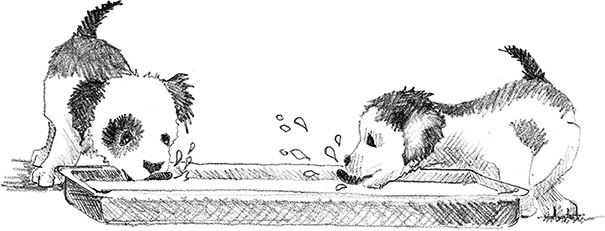 Иллюстрация к книге — Щенок Крошка, или Друзья навек [i_013.jpg]