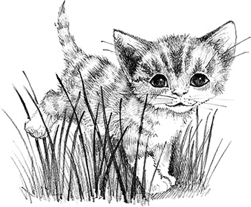 Иллюстрация к книге — Котенок пират, или Ловкий коготь [i_001.jpg]