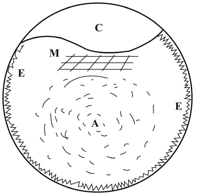 Иллюстрация к книге — Проект "Человек" [i_007.jpg]