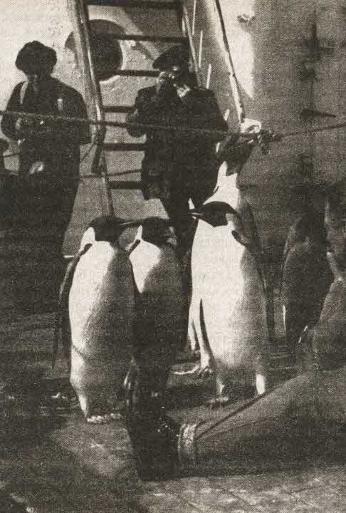 Иллюстрация к книге — Загадочная экспедиция. Что искали немцы в Антарктиде? [i_074.jpg]