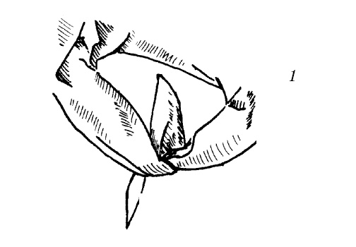 Иллюстрация к книге — Шарфик, платочек, парео. Как красиво и модно повязать [i_182.jpg]