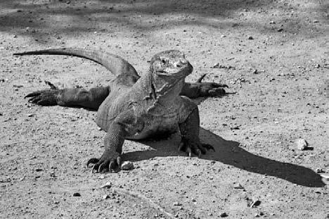 Иллюстрация к книге — Олимпийское спокойствие. Как его достичь? [i_010.jpg]