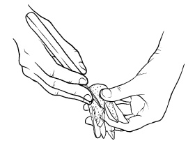 Иллюстрация к книге — Оригинальные украшения из овощей и фруктов [i_007.jpg]