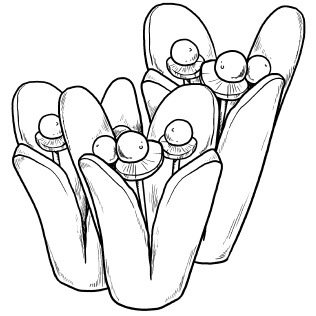 Иллюстрация к книге — Оригинальные украшения из овощей и фруктов [i_025.jpg]