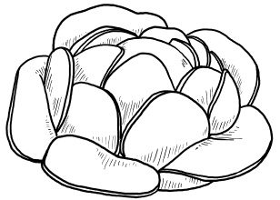 Иллюстрация к книге — Оригинальные украшения из овощей и фруктов [i_030.jpg]