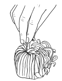 Иллюстрация к книге — Оригинальные украшения из овощей и фруктов [i_074.jpg]