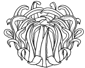 Иллюстрация к книге — Оригинальные украшения из овощей и фруктов [i_076.jpg]