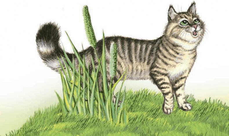 Иллюстрация к книге — Необыкновенные приключения кошки Нюси. Домовой и тайна волшебной книги [i_015.jpg]