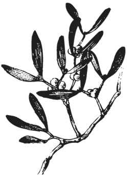 Иллюстрация к книге — Лучшие народные лекарства [i_012.jpg]