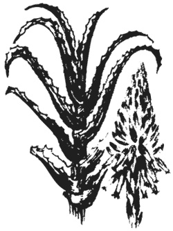 Иллюстрация к книге — Лучшие народные лекарства [i_017.jpg]