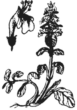 Иллюстрация к книге — Лучшие народные лекарства [i_018.jpg]