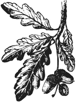 Иллюстрация к книге — Лучшие народные лекарства [i_019.jpg]