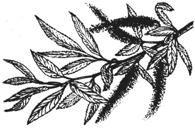 Иллюстрация к книге — Лучшие народные лекарства [i_021.jpg]