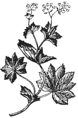 Иллюстрация к книге — Лучшие народные лекарства [i_022.jpg]